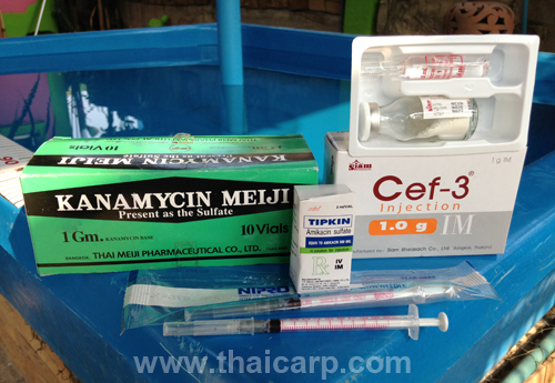 ไทยคาร์ฟ จำหน่ายปลาคาร์ฟนอกนำเข้า ปลาคาร์ฟไทยลูกนอกคัดเกรด ราคามิตรภาพ ...